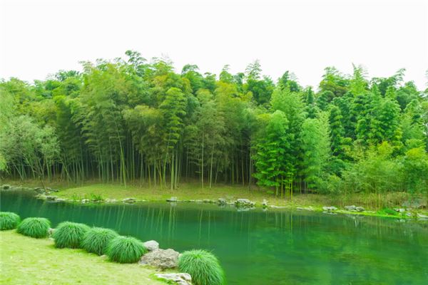 夢見竹子長得很好_周公解夢