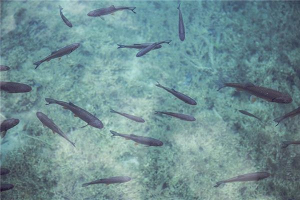 夢見水裡好多魚是什麼意思_周公解夢