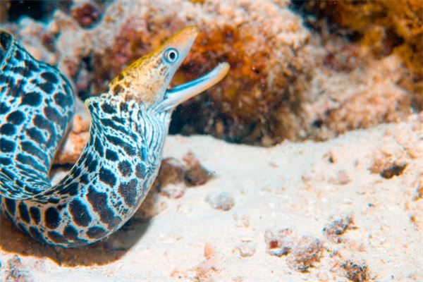 夢見好多黃鱔_周公解夢