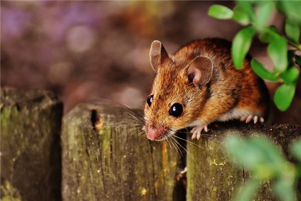 夢到了被老鼠咬手指什麼預兆_周公解夢