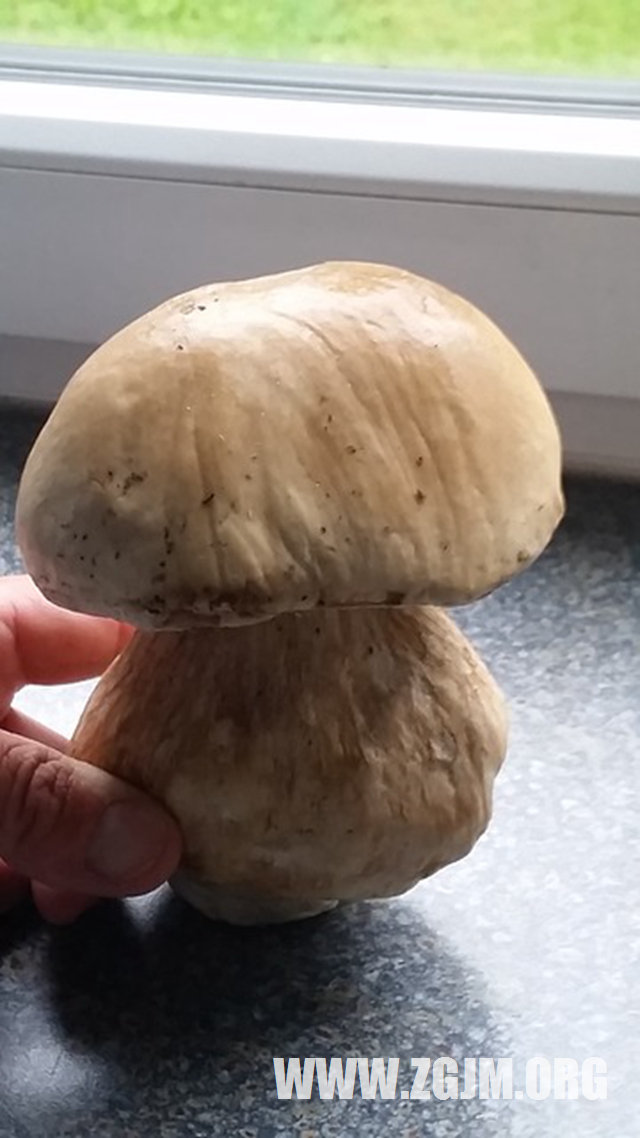 夢見屎殼郎_周公解夢夢到屎殼郎是什麼意思_做夢夢見屎殼郎好不好_周公解夢官網