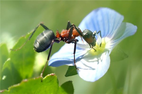 夢到螞蟻死了是啥預兆_周公解夢