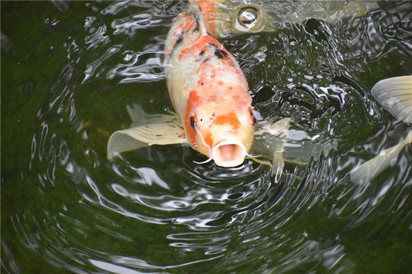 夢到撿到大魚代表著什麼_周公解夢
