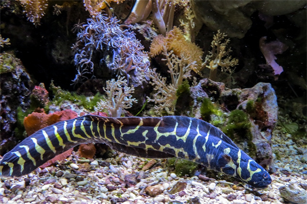 夢見殺鰻魚預示什麼_周公解夢