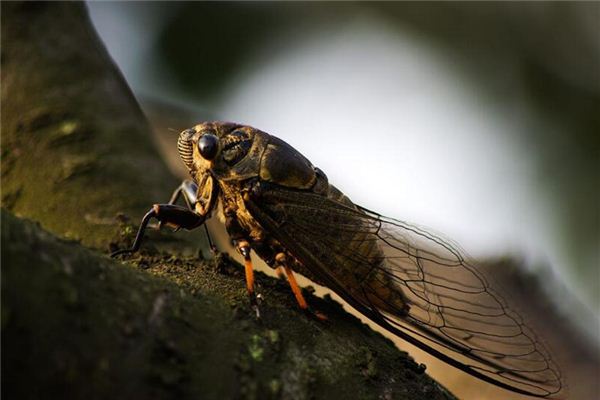 孕婦夢見知了_周公解夢 孕婦夢見知了是什麼意思_孕婦夢見知了好不好_周公解夢官網
