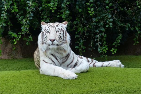 夢見自己打虎_周公解夢