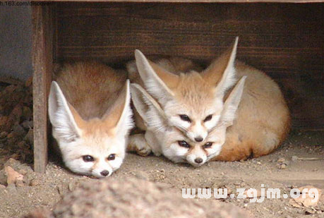 夢見三隻狐狸