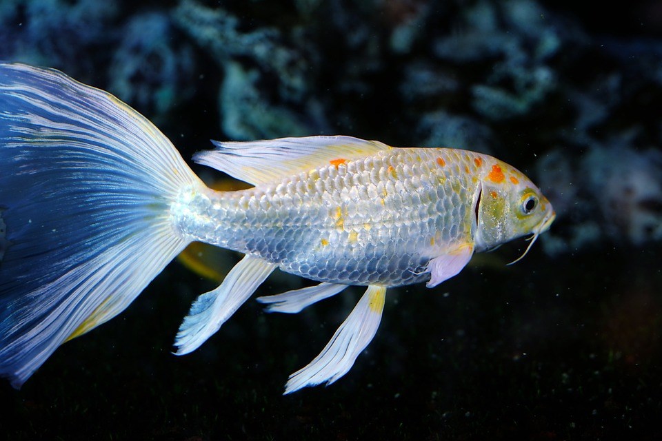 夢到小白魚預示什麼_周公解夢