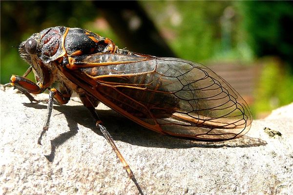 夢到吃金蟬預示著什麼_周公解夢