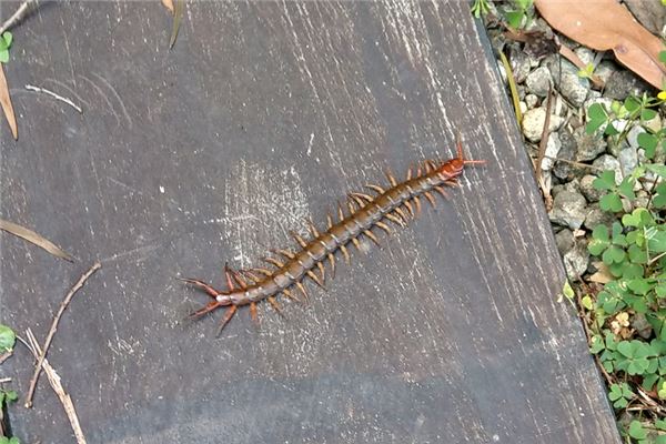 夢見大蜈蚣_周公解夢