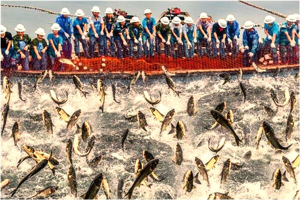 夢到了好多魚子預示著什麼_周公解夢官網