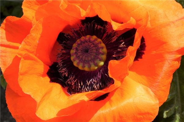 夢到了卵巢有什麼徵兆_周公解夢