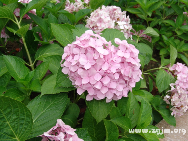 八仙花的花語