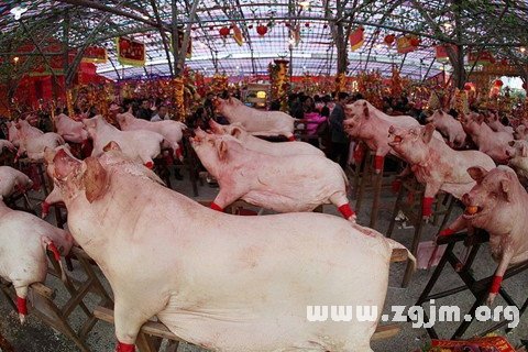 夢見好多豬