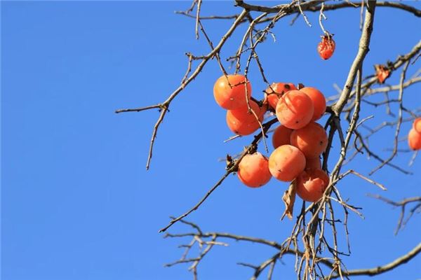 夢到柿子熟了碩果纍纍_周公解夢