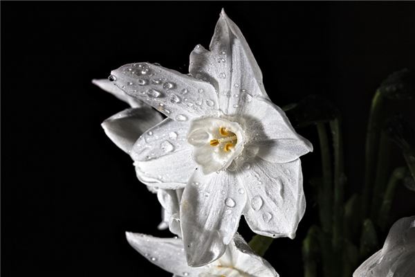 夢見白紙花有什麼說法_周公解夢