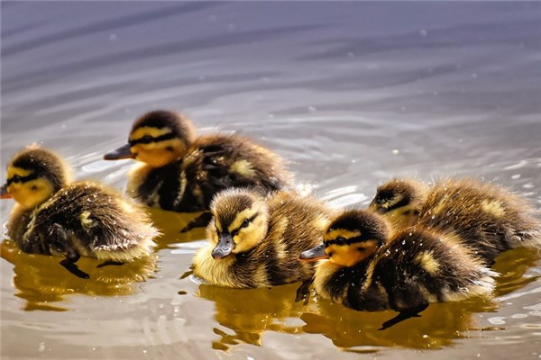 夢到一群小鴨有什麼意思嗎_周公解夢