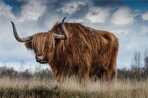 夢見被牛追趕攻擊_周公解夢