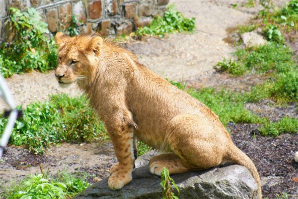 夢見猛獸是什麼預兆_周公解夢