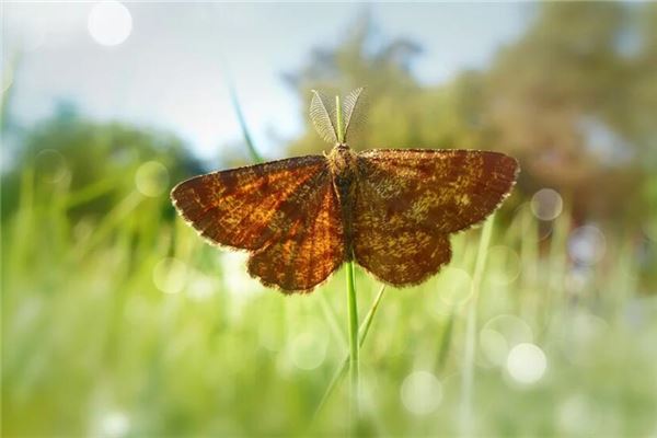 夢見穿山甲來到家裡_周公解夢