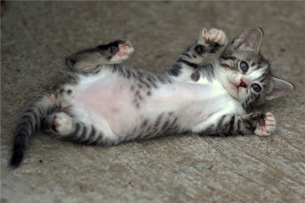 夢見生了只貓是什麼意思_周公解夢