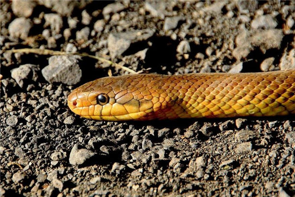 夢見蛇頭是什麼意思_周公解夢