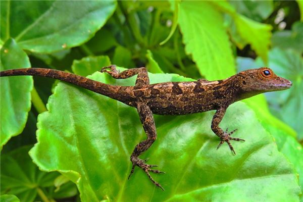 夢見小蜥蜴_周公解夢