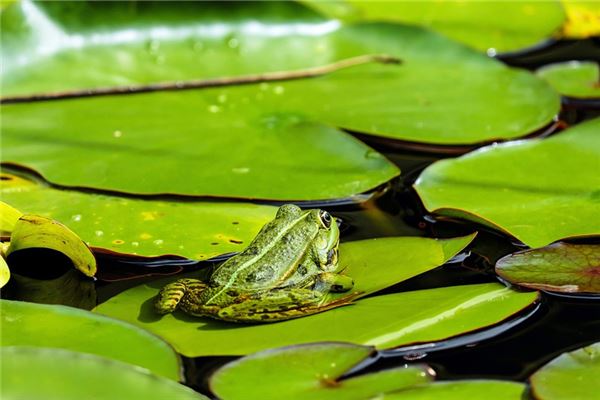 夢見大青蛙_周公解夢
