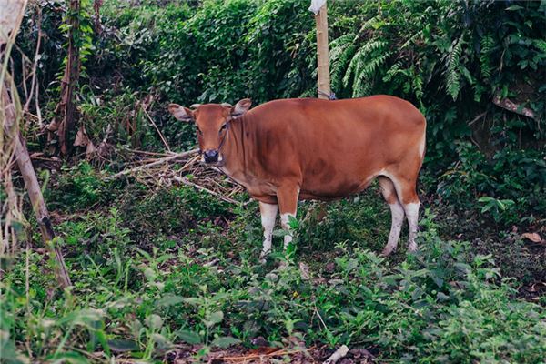 2021是什麼年的運勢_十二生肖