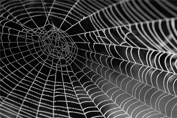 夢見自己扯掉蜘蛛網_周公解夢