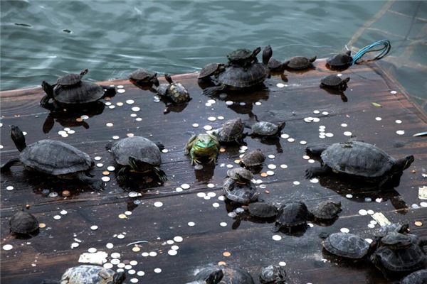 夢見一群龜_周公解夢