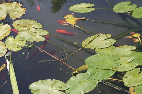 夢見田裡好多魚在游_周公解夢