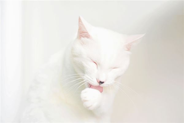 夢見白色的貓_周公解夢