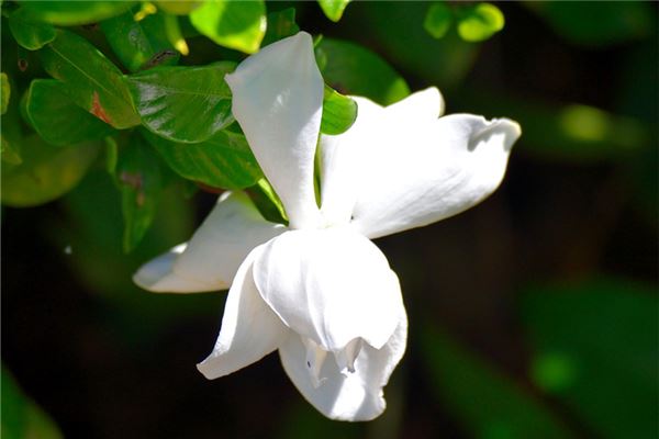 夢見梔子花開什麼意思_周公解夢