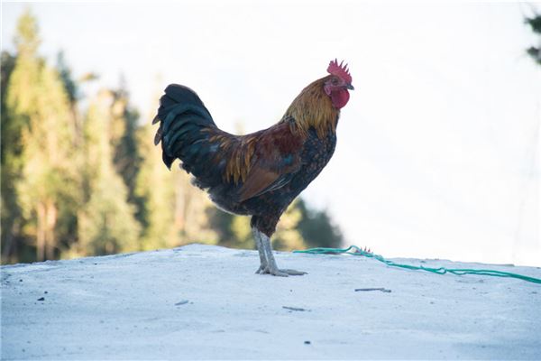 夢見別人殺雞_周公解夢