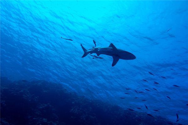夢見河裡有大魚_周公解夢