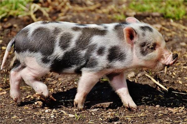 夢見自己殺豬_周公解夢