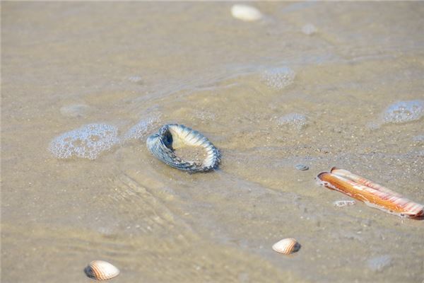 夢到了海蟶是凶兆還是吉兆_周公解夢