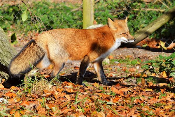 孕婦夢見狐狸_周公解夢 孕婦夢見狐狸是什麼意思_孕婦夢見狐狸好不好_周公解夢官網