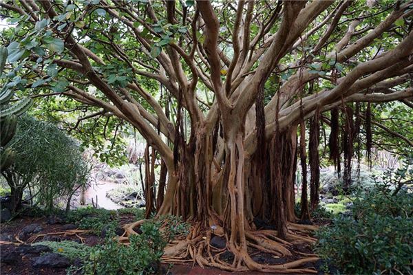 夢見大樹根_周公解夢