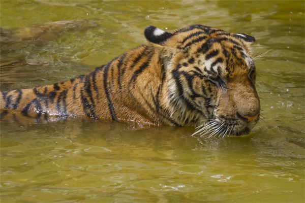 夢見被老虎咬_周公解夢