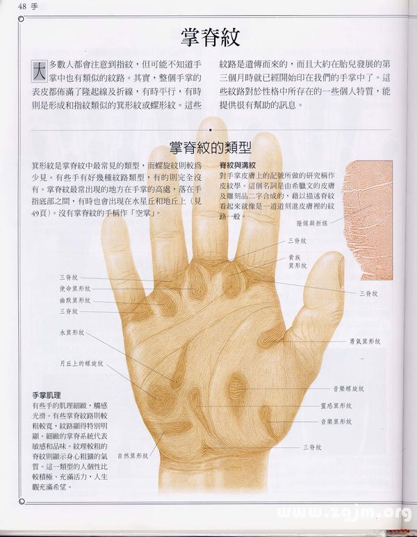 《手相學習百科》：掌脊紋