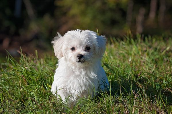 夢見小狗跟著自己_周公解夢