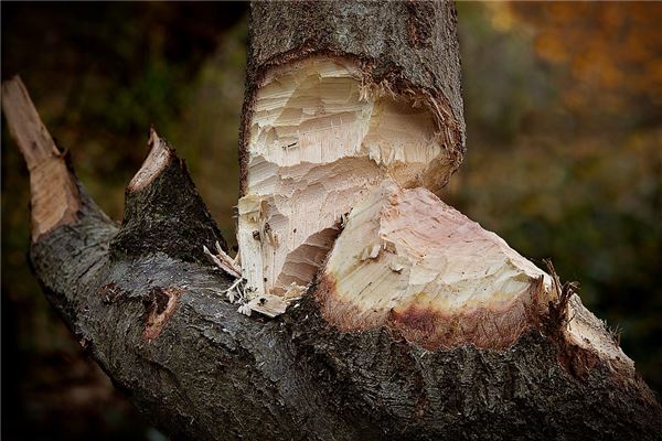 夢見別人砍樹樹倒了_周公解夢