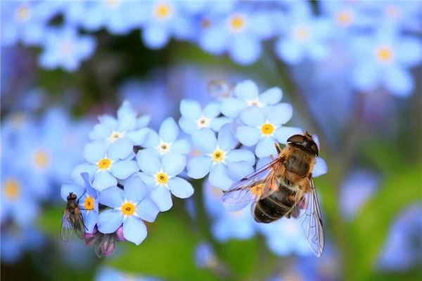 夢見很多蜜蜂_周公解夢
