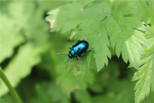 夢到了身上都是蟲是什麼徵兆_周公解夢