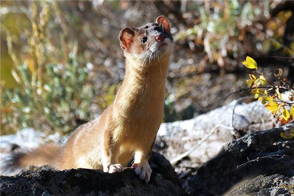 夢到給別人分肉_周公解夢