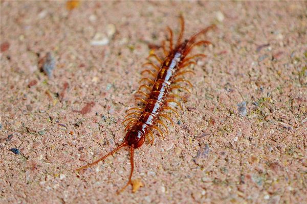 解夢夢見蜈蚣_周公解夢