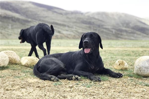 女人夢見小黑狗_周公解夢