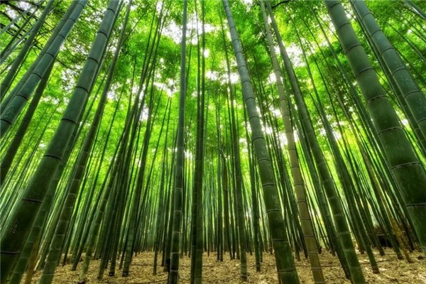 夢到爬竹子意味著什麼_周公解夢